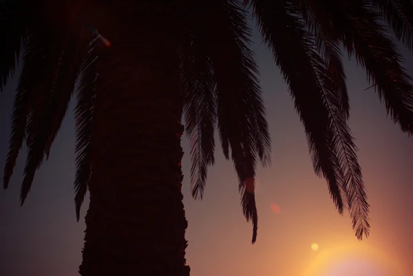 Palm a západ slunce tvůrčí pohled — Stock fotografie