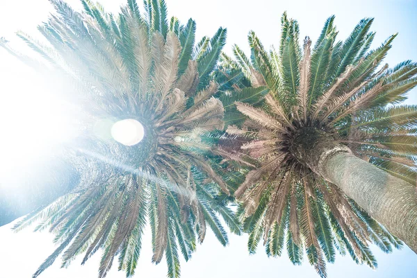 Пальмы снизу с солнечным светом — стоковое фото