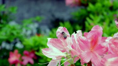 Bahar açelyasında arı.