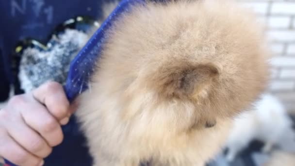 Pomeranian Cute Spitz Grooming Procedure — Stock Video