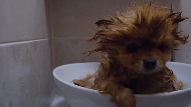 Péče Roztomilé Pomeranian Spitz — Stock video