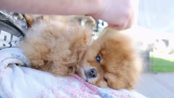 Governare Carino Pomerania Spitz — Video Stock