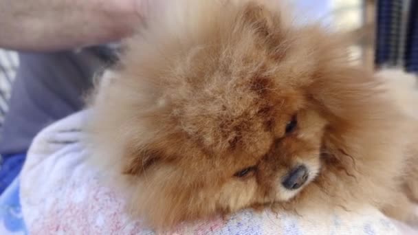 Grooming Cute Pomeranian Spitz — Stock Video