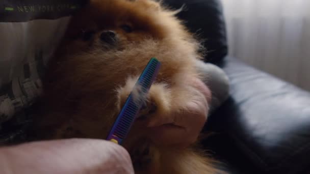 Grooming Cute Pomeranian Spitz — Stock Video