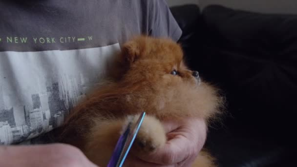 Grooming Cute Pomeranian Spitz — Stock Video