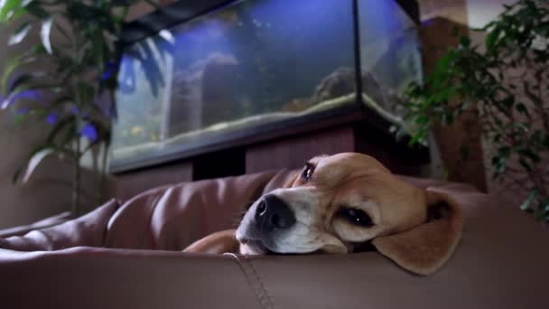 Beagle Resting Bean Bag Chair — Stock Video