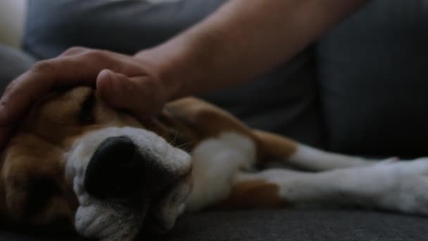 Beagle Jeune Chien Sur Canapé Avec Propriétaire — Video