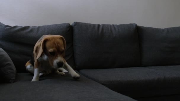 Beagle Jeune Chien Sur Canapé — Video
