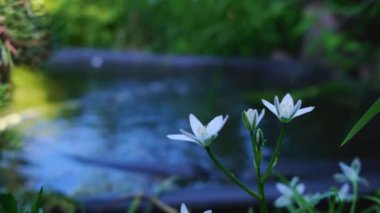 Bulanık bir gölün arka planında çiçekler