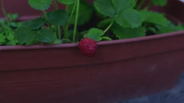 Adamın biri bahçesinde yetişen çilekleri topluyor.