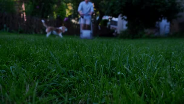 Grünes Gras Vordergrund Und Mann Mit Rasenmäher Hintergrund — Stockvideo