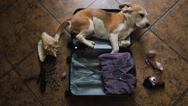 Traveller Packs His Suitcase Adventure Beagle Dog Lies Suitcase — Stock Video