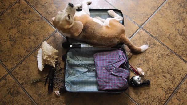 Top View Male Hands Packing Travel Suitcase Beagle Lies Suitcase — Stock Video