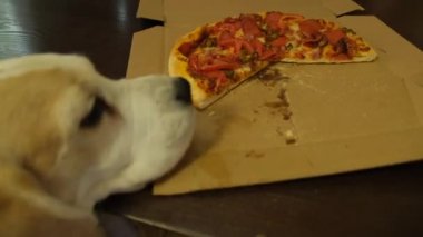 Beagle Dog bir dilim pizzayı masaya koymaya çalışıyor. Yüksek kalite 4k görüntü