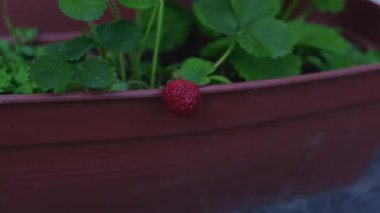 Adamın biri bahçesindeki bir tencerede yetişen çilekleri topluyor. Yüksek kalite 4k görüntü