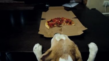 Beagle Dog bir dilim pizzayı masaya koymaya çalışıyor. Yüksek kalite 4k görüntü