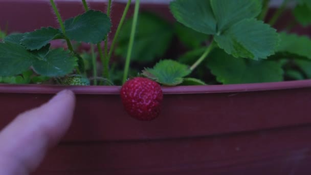 一个人在自家花园里的盆子里采摘草莓 高质量的4K镜头 — 图库视频影像