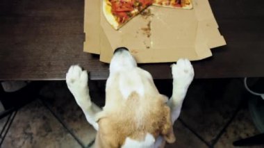 Beagle Dog bir dilim pizzayı masaya koymaya çalışıyor. Yüksek kalite 4k görüntü