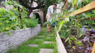Teel çiftçisi bahçedeki bir yatağın üzerindeki su kutusundan taze fideleri suluyor. Yüksek kalite 4k görüntü