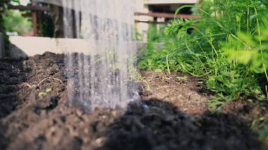 Tanımlanamayan erkek çiftçi yatakları, domatesleri, salatalıkları, ev çiftliğini, açık arazide fideleri suluyor. Yüksek kalite 4k görüntü