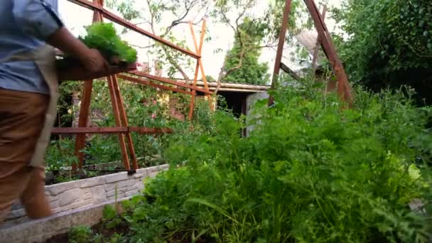Fiatal Biogazda Aki Friss Zöldséggel Zöldséggel Teli Dobozt Cipel Farmján — Stock videók