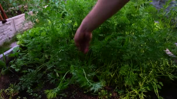 Close Man Plucking Carrot Farmer Checks His Crop Basil Grown — Stock Video