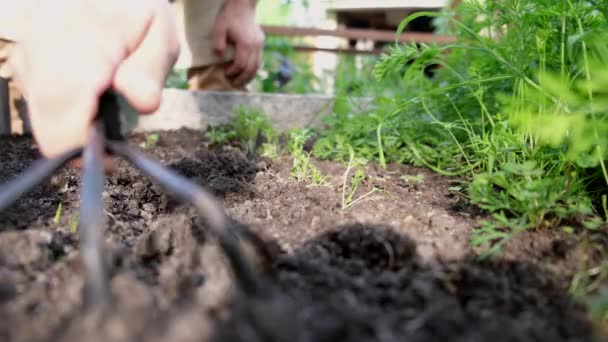 Tanımlanamayan Erkek Çiftçi Bahçesinde Tırmıkla Toprağı Gevşetiyor Tarım Alanında Bitkileriyle — Stok video