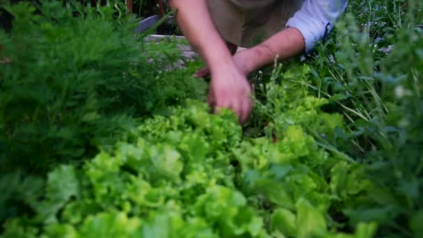 Großaufnahme Eines Mannes Der Ein Blatt Salat Zupft Ein Bauer — Stockvideo