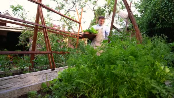 Fiatal Biogazda Aki Friss Zöldséggel Zöldséggel Teli Dobozt Cipel Farmján — Stock videók