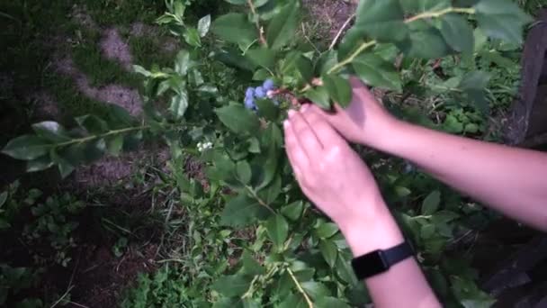 Close Female Hand Picks Blueberries Sunset Fresh Ripe Organic Blueberries — Stock Video