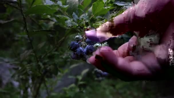 Close Female Hand Picks Blueberries Sunset Fresh Ripe Organic Blueberries — ストック動画