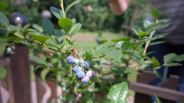 Zbliżenie Samica Ręka Zbiera Jagody Zachodu Słońca Świeże Dojrzałe Organiczne — Wideo stockowe