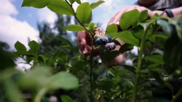 Close Female Hand Picks Blueberries Sunset Fresh Ripe Organic Blueberries — Stockvideo