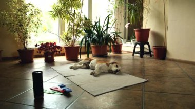 Egzersiz sonrası tembel av köpeği spor paspası, fitness, evdeki spor formundadır. Yüksek kalite 4k görüntü