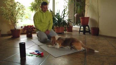 Erkek, av köpeğini evde eğitiyor. Köpek evde, pencerenin yanında oturuyor ve emirleri uyguluyor. Köpek emre uyar. Mans en iyi arkadaş.