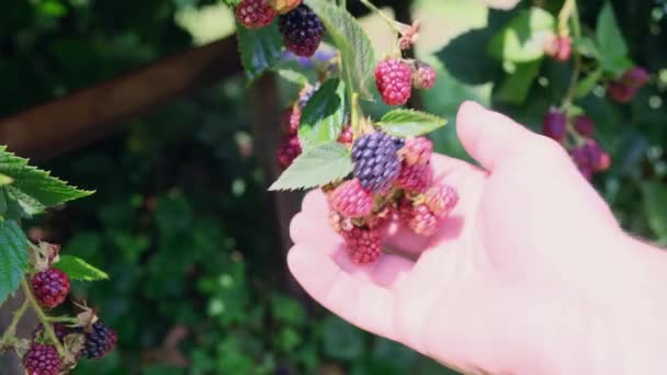 매달려 블랙베리의 사람의 떨기나무에서 열매를 열매를 수확하며 개념을 받아들인다 — 비디오