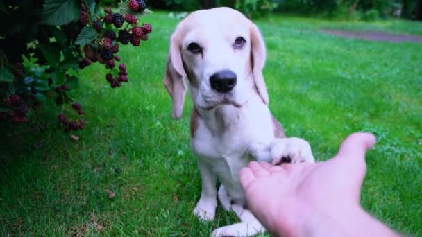 Beagle Sits Grass Yard Gives Paw Owner High Quality Footage — Stock Video