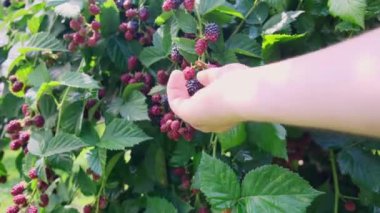 Çalılıklardan sarkan olgun böğürtlenlerin yakın çekimi. İnsan eli bir çalılıktan olgun böğürtlen toplar, olgunlaşmamış böğürtlen bırakır, hasat eder ve konsept toplar. 4k