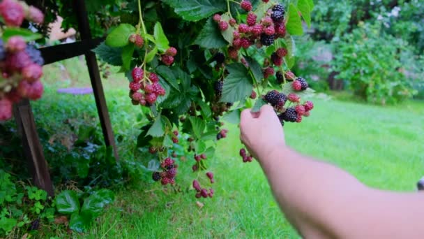 Owner Picks Blackberry Bush Gives His Beagle Dog High Quality — Stock videók