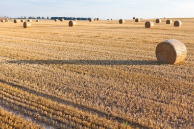saman anız alan üzerinde rulo