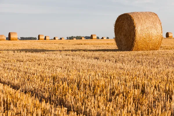 Straw rolls on stubble field — Stock Photo, Image