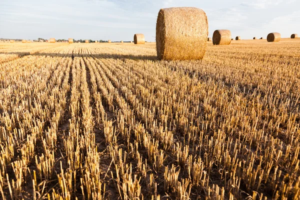 Straw rolls on stubble field — Stock Photo, Image