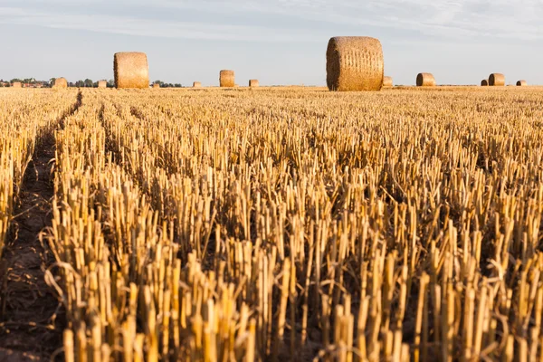 Rollos de paja en el campo de rastrojos — Foto de Stock