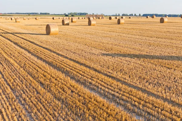 Rouleaux de paille sur le champ de chaume — Photo