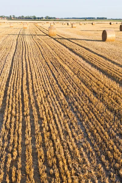 Rouleaux de paille sur le champ de chaume — Photo