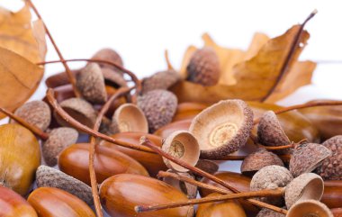 Beyaz arkaplanda meşe palamudu