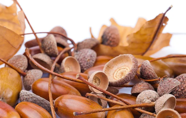 Beyaz arkaplanda meşe palamudu