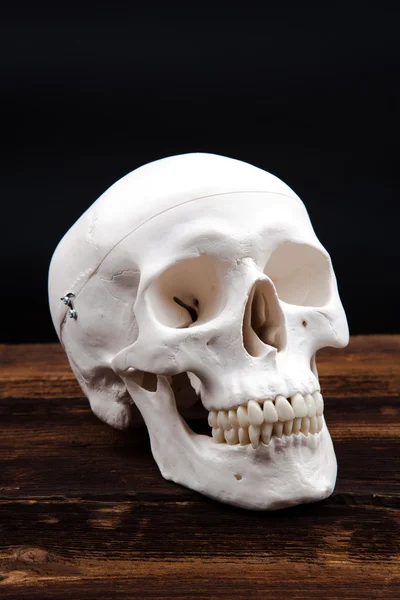 Human scull — Stock Photo, Image