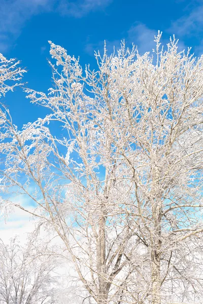 Hora de Inverno — Fotografia de Stock