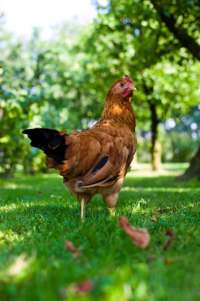 Hen in the meadow — Stock Photo, Image